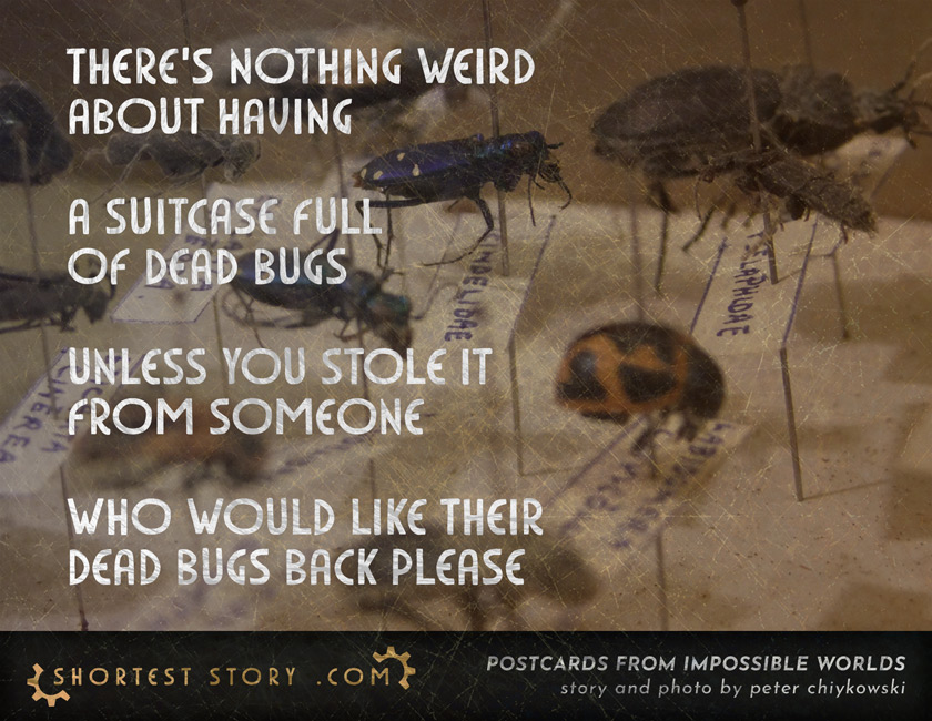 a short story about stealing a suitcase of dead bugs