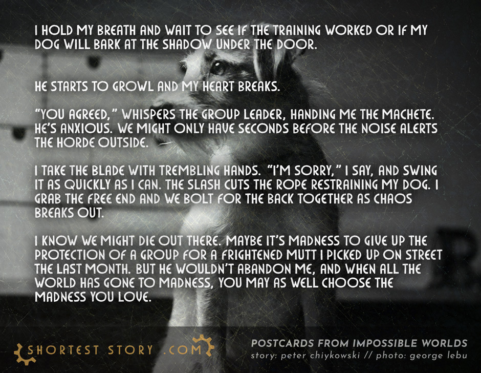 a postcard story about the dog I love taking a critical test